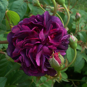 Rosa Reine des Violettes - purper - perpetual hybrideroos